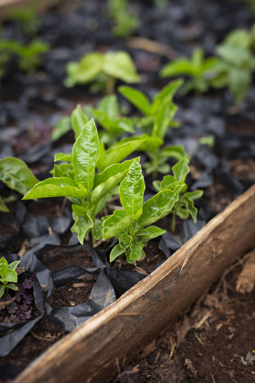 En ljusgrön fröplanta som börjat växa i mörk och fuktig jord. Symbolik för We Effects arbete och syfte till att utrota fattigdom med hållbarhet, jämställdhet och kooperativ kraft.