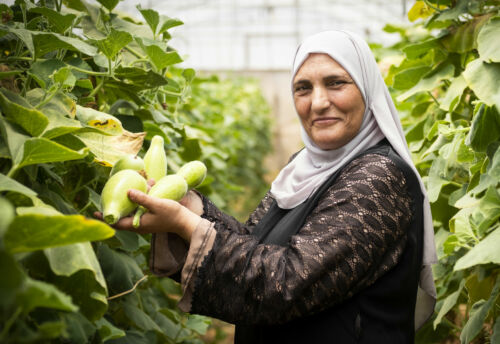 Palestinsk kvinna stående i gången mellan grönskande väggar av grödor i ett växthus och håller i stora frukter/grönsaker. Exempel på We Effects arbete och syfte till att utrota fattigdom med hållbarhet, jämställdhet och kooperativ kraft.