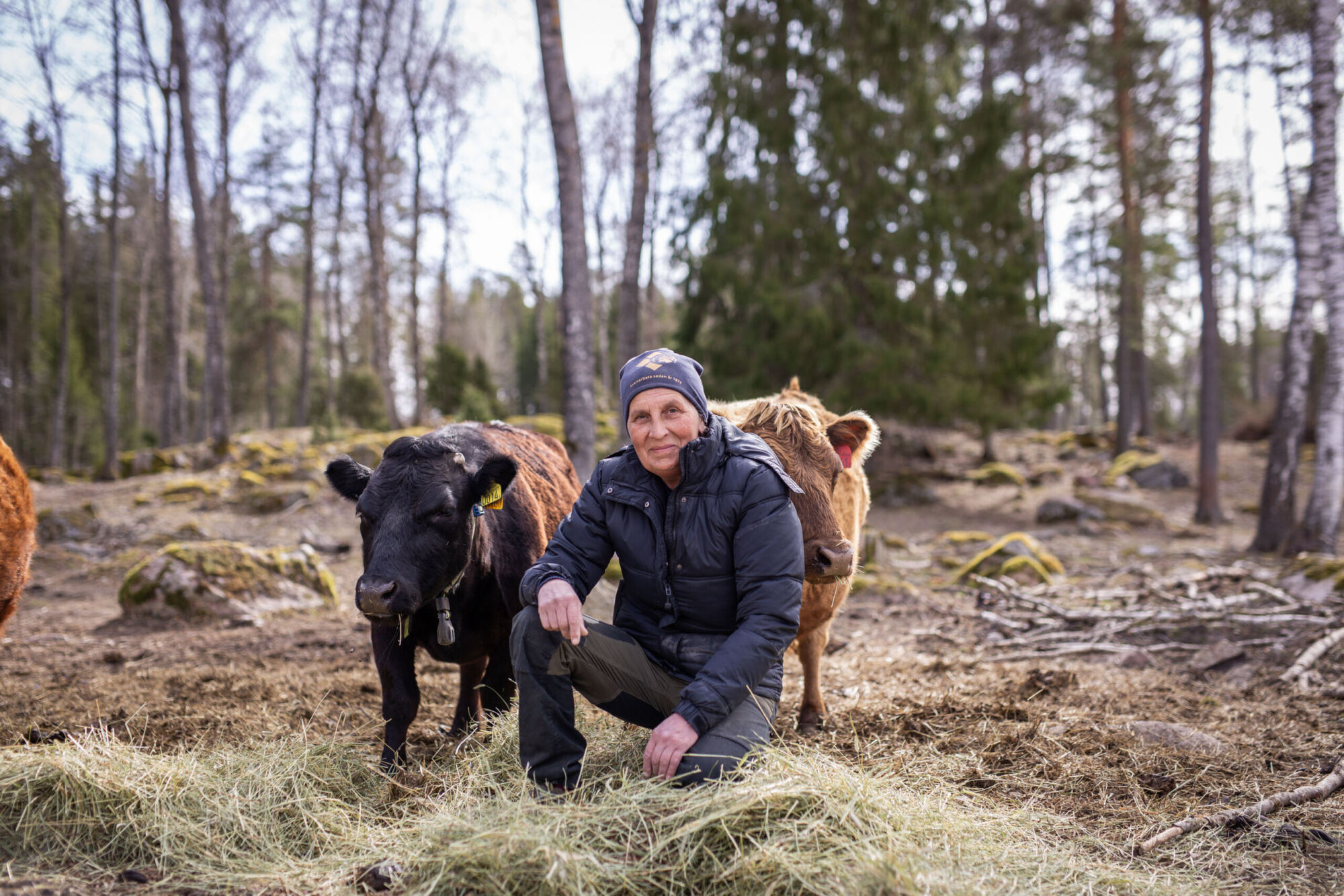 Bonde sitter på huk framför två kor i hage i skandinavisk tidig vårmiljö.